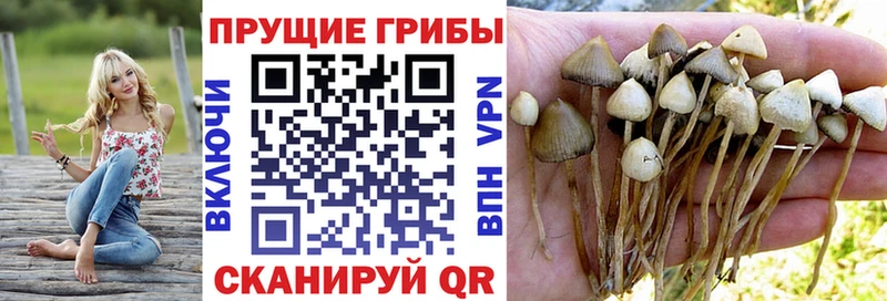 Псилоцибиновые грибы Psilocybe  купить  сайты  Борисоглебск 